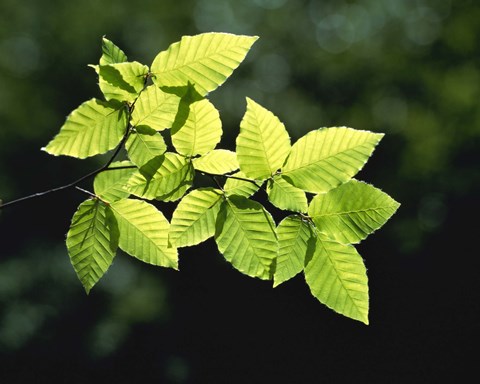 Framed Striped Leaves on Branch Print