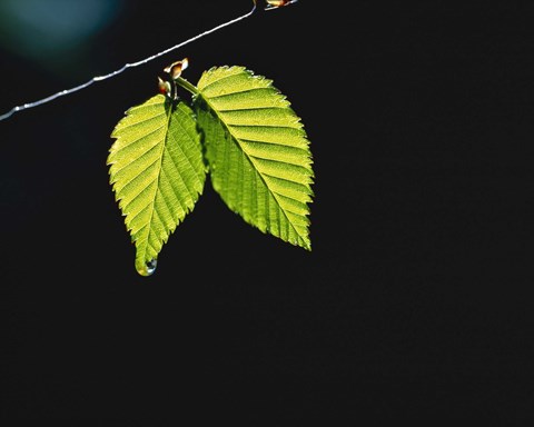 Framed Two green leaves on thin branch on black Print