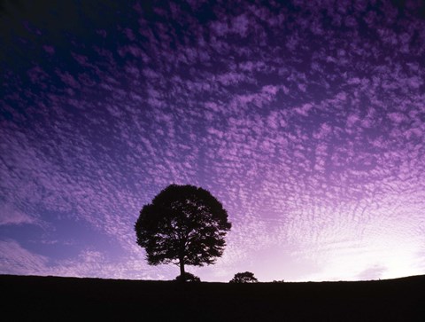 Framed Silhouette of solitary tree with purple sunset Print