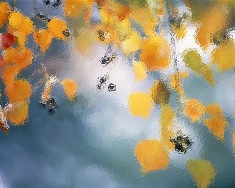Framed Golden leaves hanging above water Print