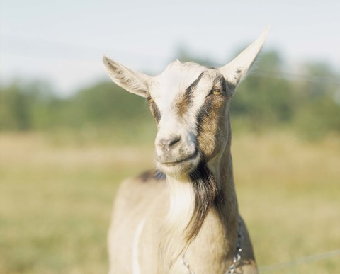 Framed Close-up of a goat, goat cheese farm, Vancouver, Washington Print