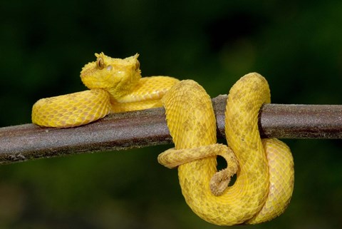 Framed Close-up of an Eyelash viper (Bothriechis schlegelii), Arenal Volcano, Costa Rica Print