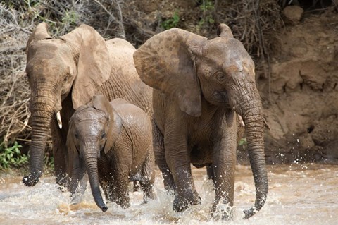 Framed African elephants (Loxodonta africana) playing with water, Samburu National Park, Rift Valley Province, Kenya Print