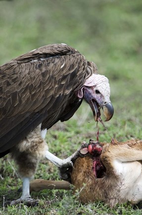 Framed Lappet-Faced vulture (Torgos tracheliotus) eating a wildebeest calf, Masai Mara National Reserve, Kenya Print