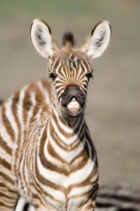 Framed Close-up of a Burchell's zebra foal (Equus burchelli), Ngorongoro Crater, Ngorongoro, Tanzania Print