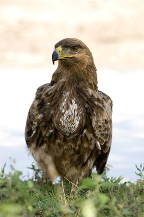 Framed Close-up of a Tawny Eagle (Aquila rapax), Ndutu, Ngorongoro, Tanzania Print