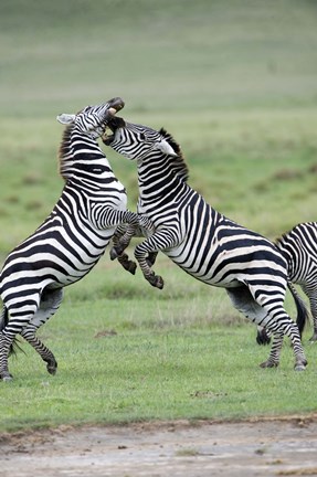 Framed Burchell's zebras (Equus burchelli) fighting in a field, Ngorongoro Crater, Ngorongoro, Tanzania Print