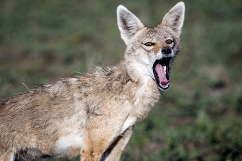 Framed Close-up of a Golden Jackal (Canis aureus), Ndutu, Ngorongoro, Tanzania Print