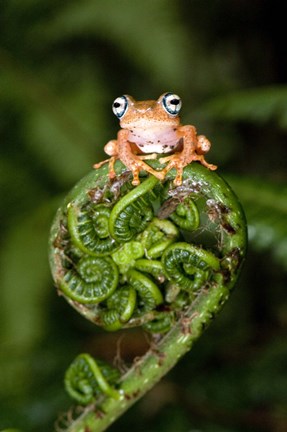 Framed Close-up of a Blue-Eyed Tree frog on a fern frond, Andasibe-Mantadia National Park, Madagascar Print