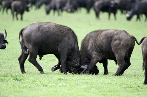 Framed Cape buffalo bulls (Syncerus caffer) sparring, Ngorongoro Crater, Ngorongoro, Tanzania Print