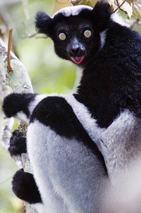 Framed Close-up of an Indri lemur (Indri indri), Andasibe-Mantadia National Park, Madagascar Print