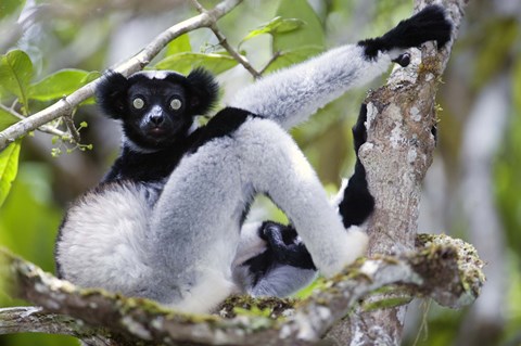 Framed Indri lemur (Indri indri) sitting on a tree, Andasibe-Mantadia National Park, Madagascar Print