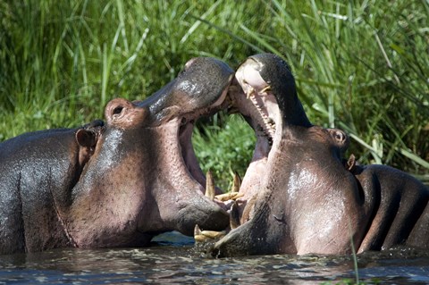 Framed Two hippopotamuses (Hippopotamus amphibius) fighting in water, Ngorongoro Crater, Ngorongoro, Tanzania Print