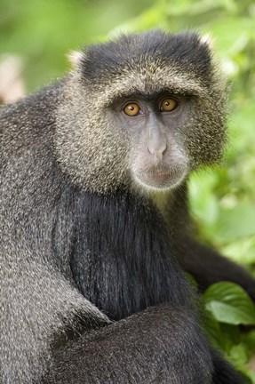 Framed Close-up of a Blue monkey (Cercopithecus mitis), Lake Manyara National Park, Tanzania Print