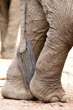 Framed Close-up of legs and tail of an African elephant (Loxodonta africana), Lake Manyara, Tanzania Print