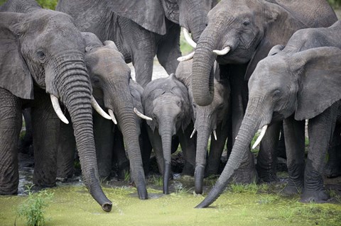Framed African elephants (Loxodonta africana) drinking water in a pond, Tarangire National Park, Tanzania Print