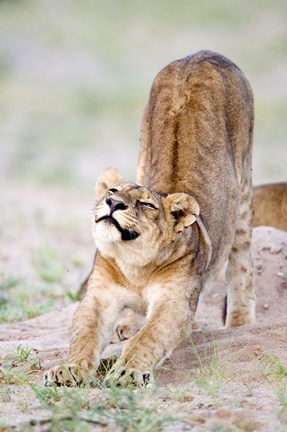 Framed Lioness (Panthera leo) stretching in a forest, Tarangire National Park, Tanzania Print