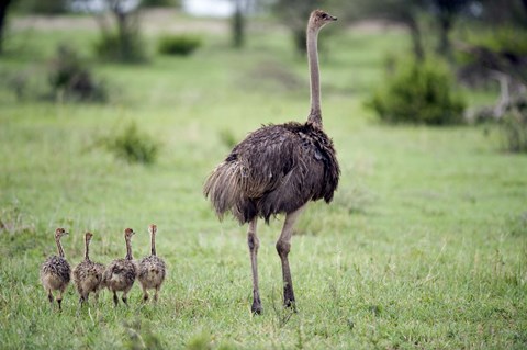 Framed Masai ostrich (Struthio camelus) with its chicks in a forest, Tarangire National Park, Tanzania Print