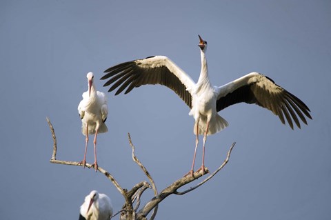 Framed Three White storks (Ciconia ciconia) perching on branches, Tarangire National Park, Tanzania Print