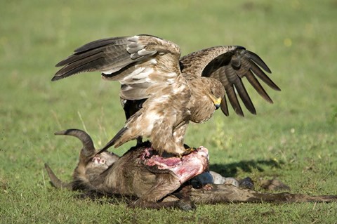 Framed Tawny eagle (Aquila rapax) eating a dead animal, Ndutu, Ngorongoro, Tanzania Print