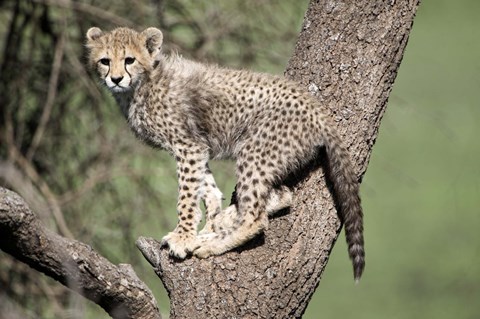 Framed Cheetah Cub on a Tree, Ndutu, Ngorongoro, Tanzania Print