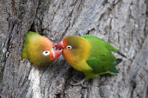 Framed Close-up of a pair of lovebirds, Ndutu, Ngorongoro, Tanzania Print