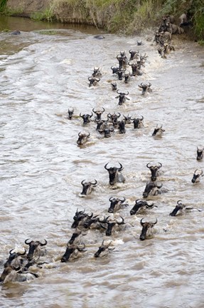 Framed Wildebeests crossing a river, Mara River, Masai Mara National Reserve, Kenya Print
