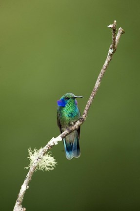 Framed Close-up of a Green Violetear hummingbird (Colibri thalassinus), Savegre, Costa Rica Print