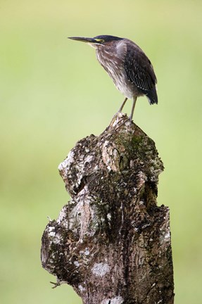 Framed Close-up of a Green heron (Butorides virescens), Cano Negro, Costa Rica Print