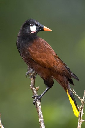 Framed Close-up of a Montezuma oropendola (Psarocolius montezuma) perching on a branch, Arenal Volcano, Costa Rica Print