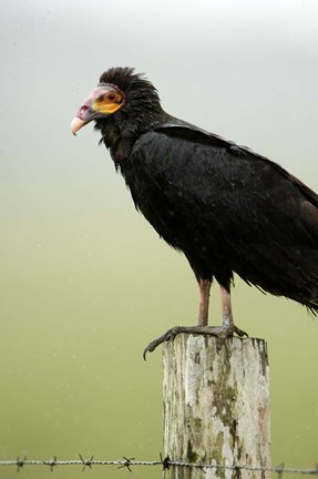Framed Close-up of a Lesser Yellow-Headed vulture (Cathartes burrovianus) perching on wooden post, Cano Negro, Costa Rica Print