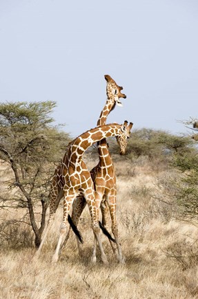 Framed Reticulated giraffes (Giraffa camelopardalis reticulata) necking in a field, Samburu National Park, Rift Valley Province, Kenya Print