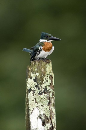 Framed Close-up of Amazon kingfisher (Chloroceryle amazona) perching on a wooden post, Cano Negro, Costa Rica Print