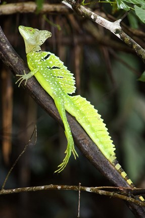 Framed Close-up of a Plumed basilisk (Basiliscus plumifrons), Costa Rica Print