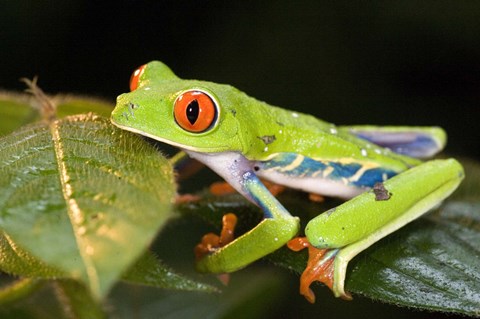 Framed Red-Eyed Tree frog (Agalychnis callidryas) on leaves Print