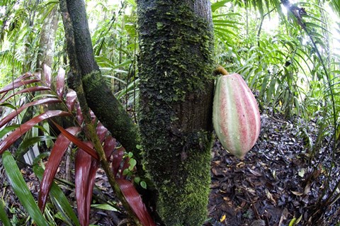 Framed Cocoa tree in a rainforest, Costa Rica Print