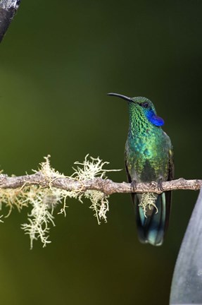 Framed Close-up of a Green Violetear hummingbird (Colibri thalassinus) perching on branch, Savegre, Costa Rica Print