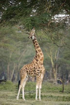 Framed Rothschild giraffe (Giraffa camelopardalis rothschildi) feeding on tree leaves, Lake Nakuru National Park, Kenya Print