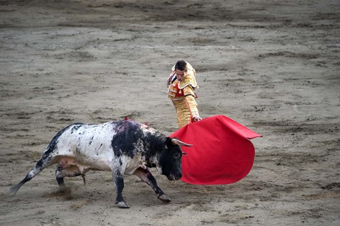 Framed Matador and a bull in a bullring, Lima, Peru Print