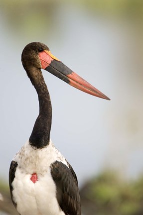 Framed Close-up of a Saddle Billed stork (Ephippiorhynchus Senegalensis) bird, Tarangire National Park, Tanzania Print