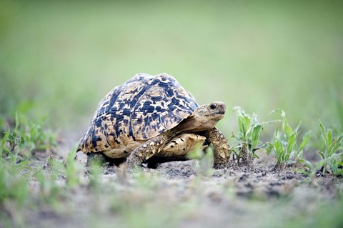 Framed Leopard tortoise (Geochelone pardalis) moving slowly in a field, Tarangire National Park, Tanzania Print