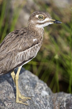 Framed Close-up of a Water Thick-Knee (Burhinus vermiculatus) bird on a rock, Tarangire National Park, Tanzania Print