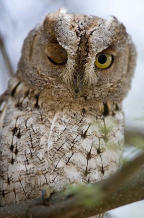 Framed African Scops owl (Otus senegalensis) winking on a branch, Tarangire National Park, Tanzania Print