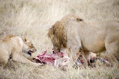 Framed Lion and a lioness (Panthera leo) eating a zebra, Ngorongoro Crater, Ngorongoro, Tanzania Print