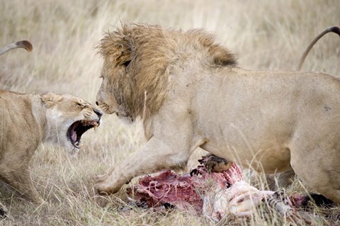 Framed Lion and a lioness (Panthera leo) fighting for a dead zebra, Ngorongoro Crater, Ngorongoro, Tanzania Print