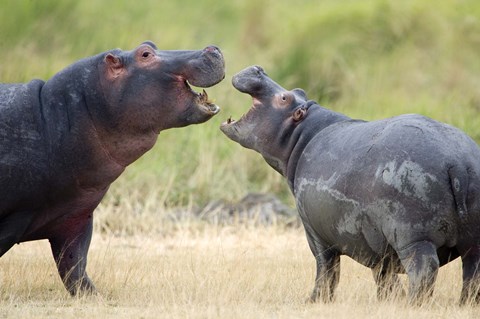 Framed Two hippopotamuses (Hippopotamus amphibius) sparring in a forest, Ngorongoro Crater, Ngorongoro, Tanzania Print