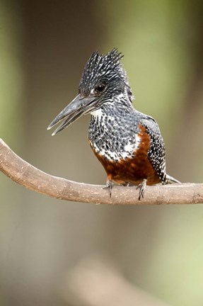 Framed Giant kingfisher (Megaceryle maxima) perching on a branch, Lake Manyara, Tanzania Print
