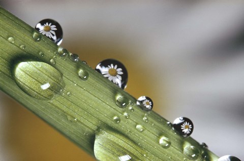 Framed Dew drops on a stem Print