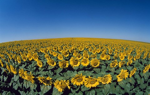 Framed Sunflowers (Helianthus annuus) in a field Print
