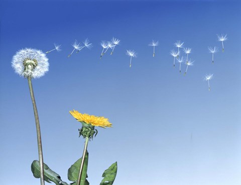 Framed Dandelion (Taraxacum officinale) seeds blowing in the air Print